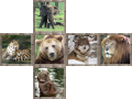 WILD_ANIMALS_CR.png